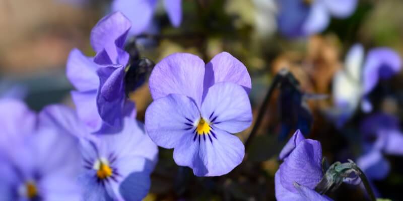 Blomster sælges