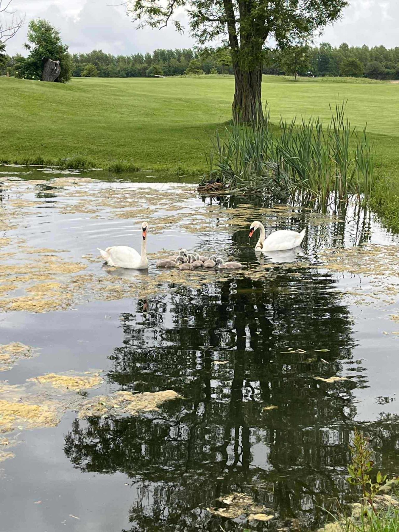 Nyt fra Midtfyns Golfklub